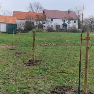 9 neue Obstbäume an der Schützenscheune